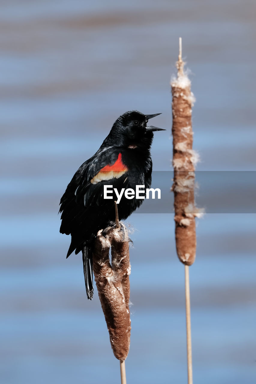 Red-winged blackbird