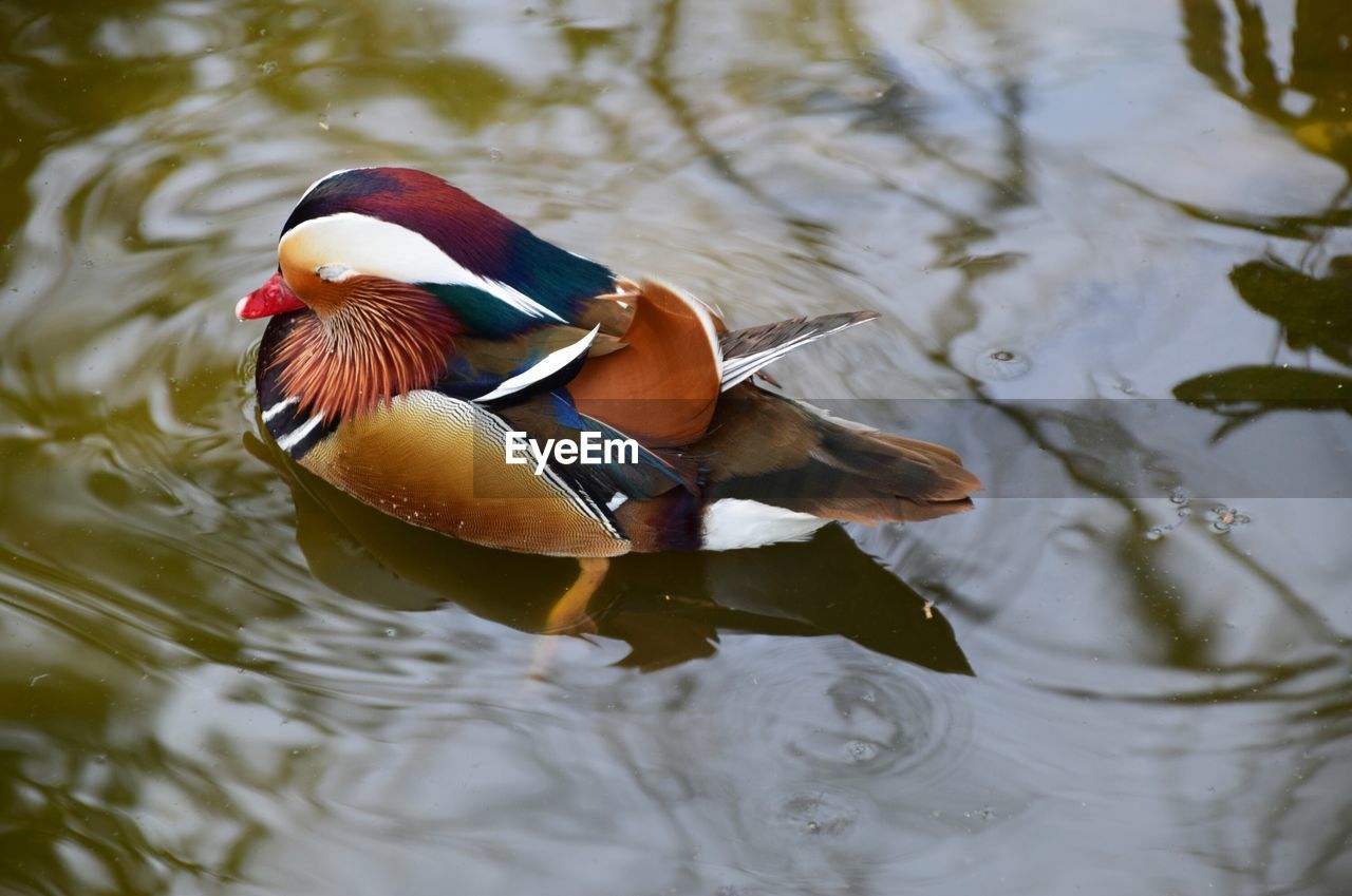 High angle view of mandarin duck swimming in pond