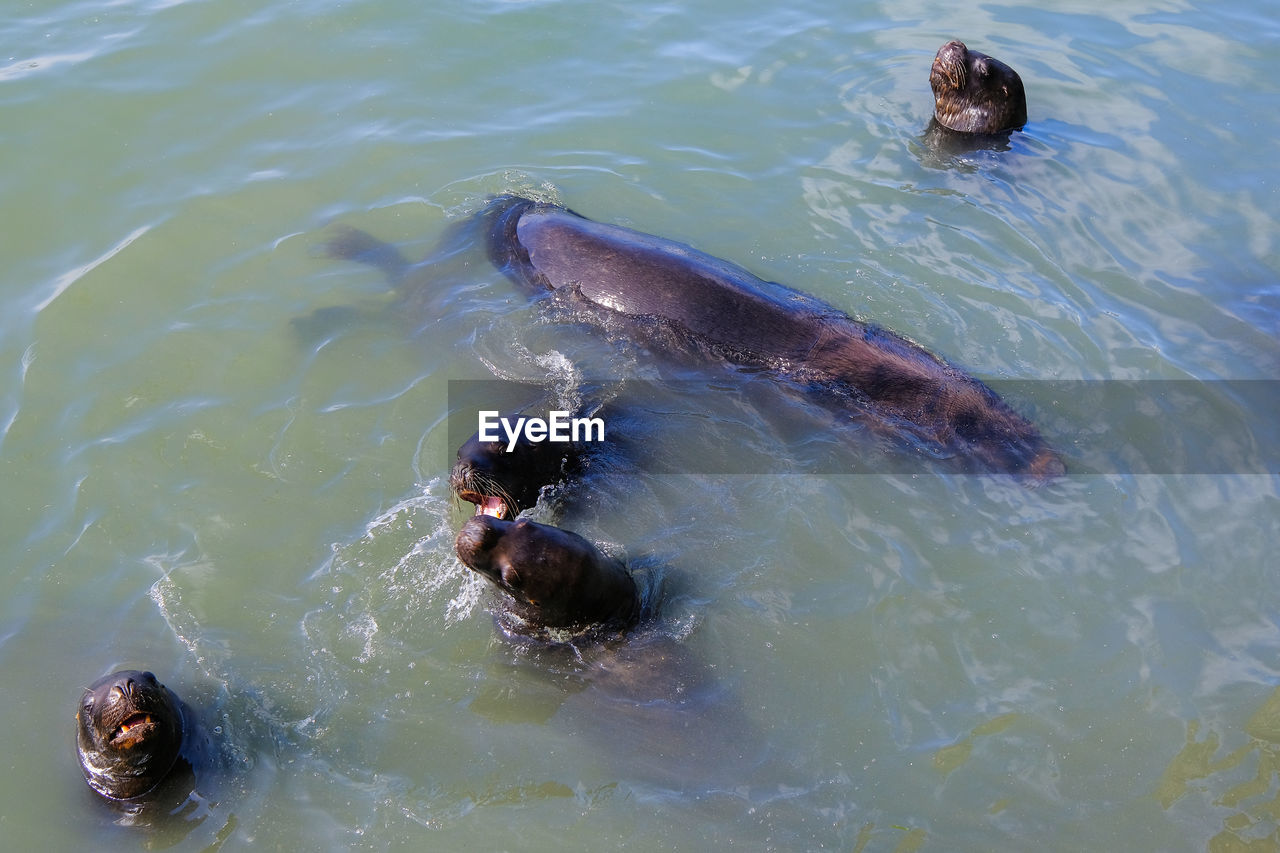 HIGH ANGLE VIEW OF CRAB SWIMMING IN SEA