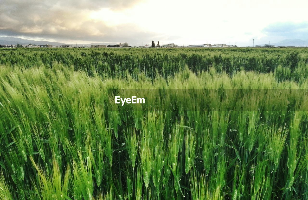 Wheat growing on field against sky