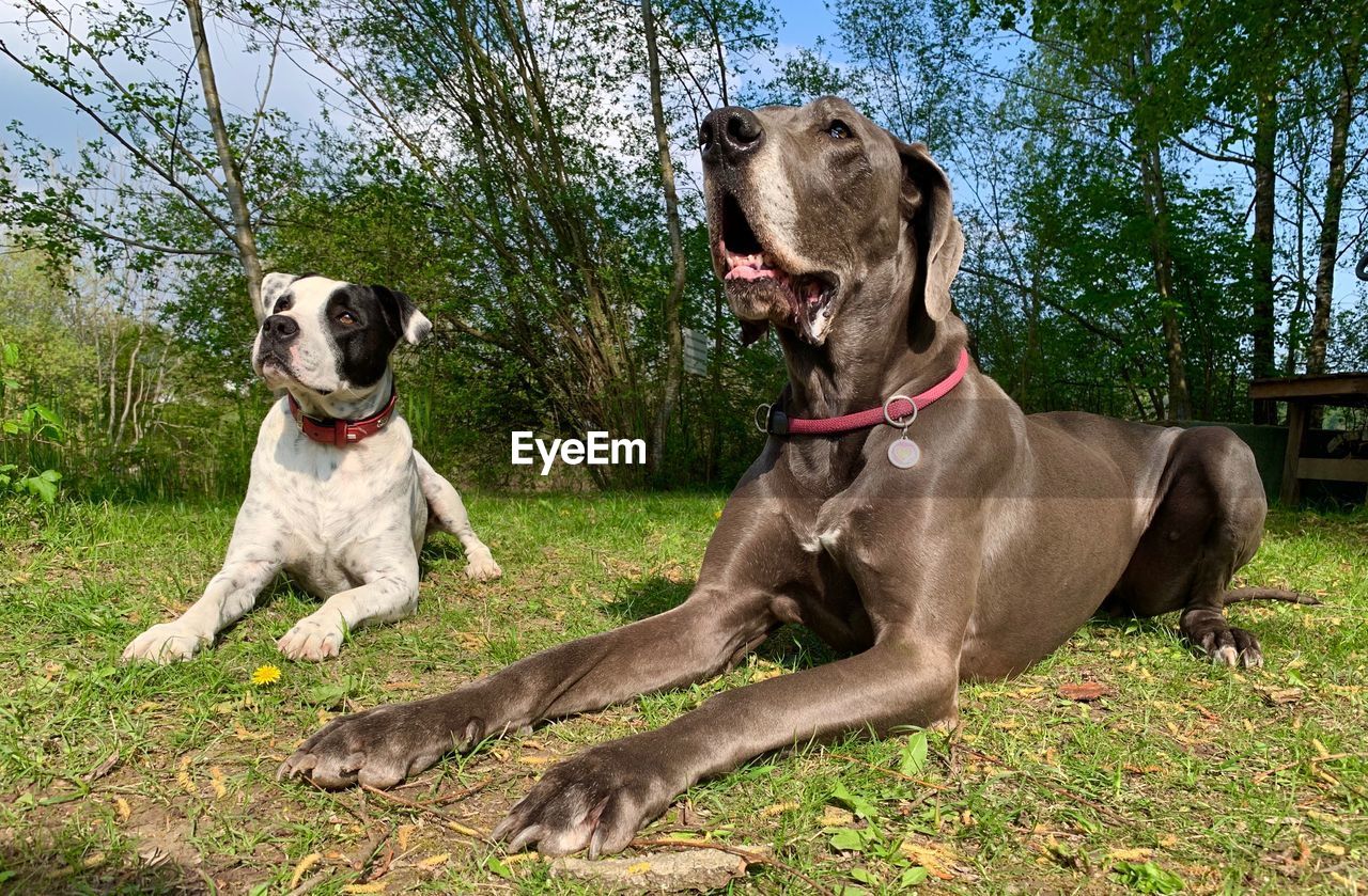 VIEW OF DOGS ON GROUND