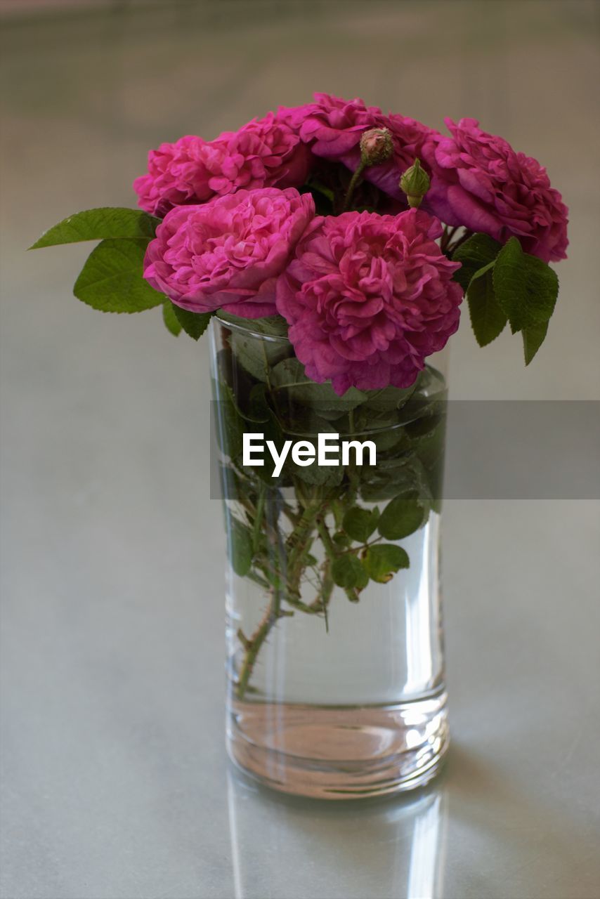 CLOSE-UP OF PINK ROSE IN VASE