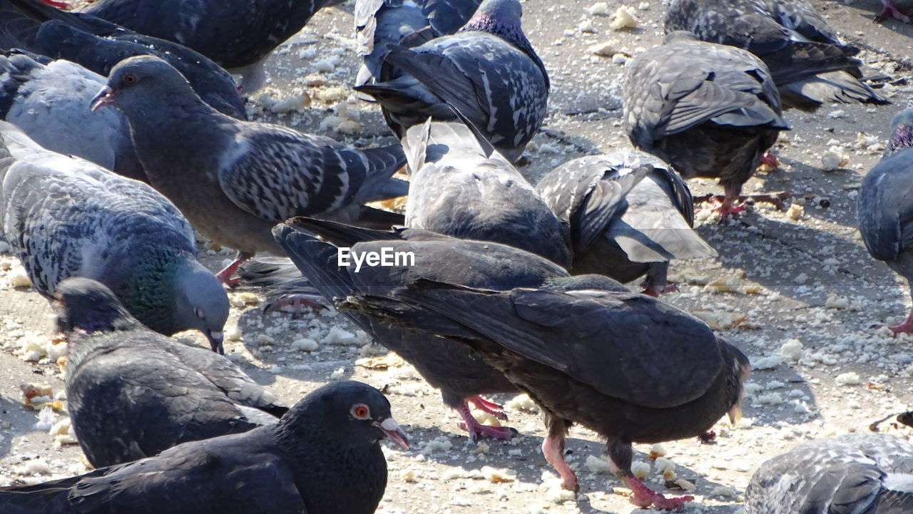 animal, animal themes, bird, group of animals, wildlife, animal wildlife, large group of animals, nature, no people, day, pigeon, outdoors, sunlight, high angle view, land, domestic animals, pigeons and doves, mammal