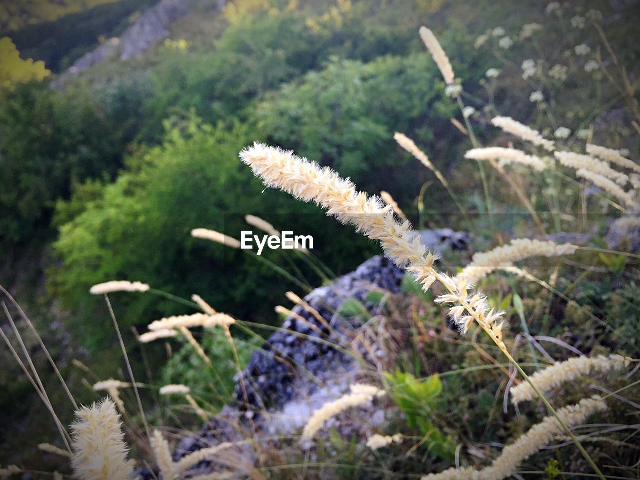 Close-up of plants growing on field at park