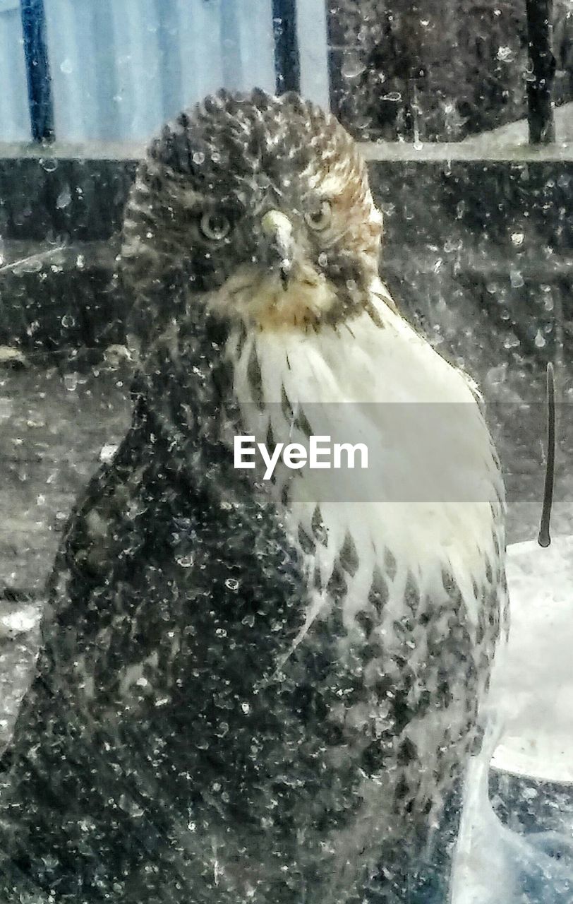 CLOSE-UP OF DUCK ON SNOW