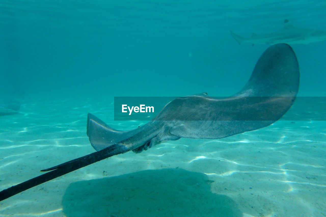 UNDERWATER VIEW OF FISH SWIMMING
