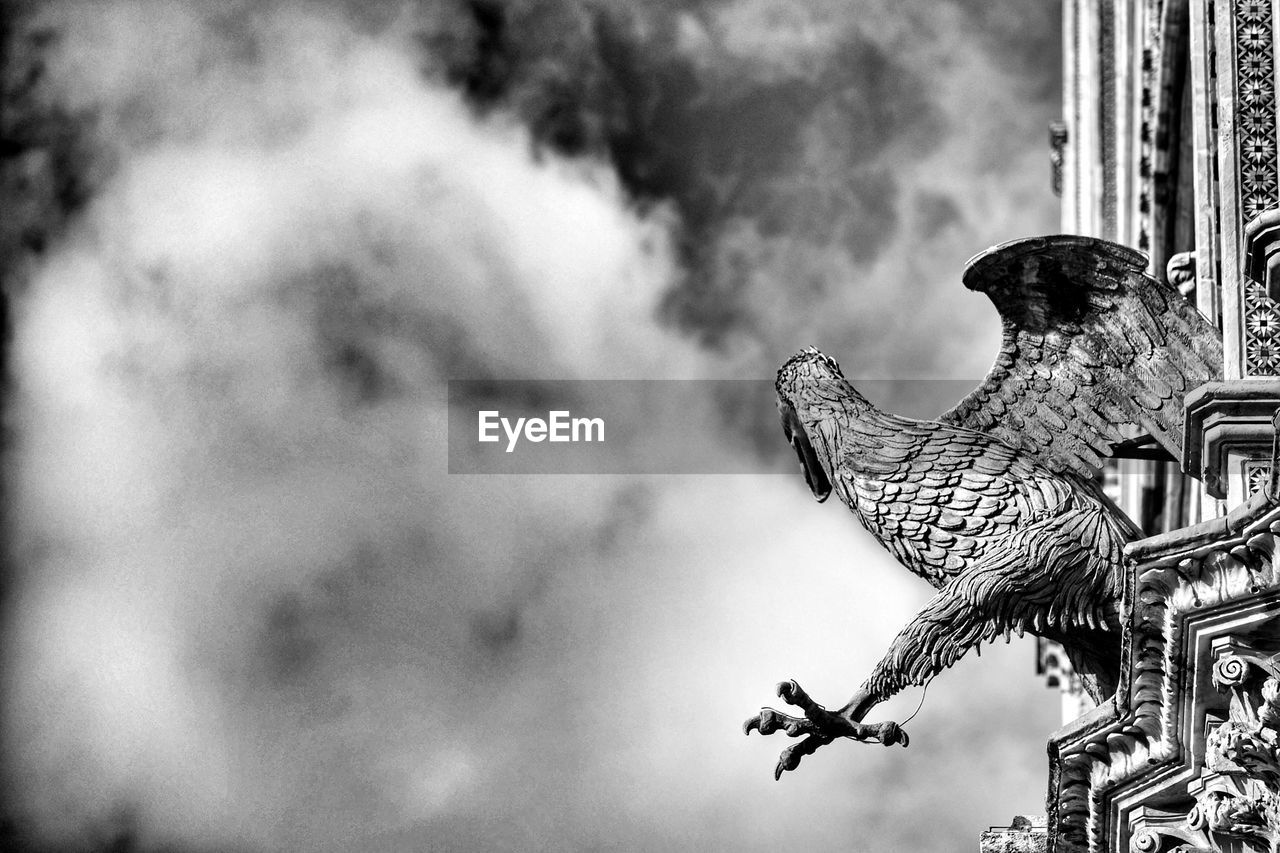 Low angle view of a bird against the sky