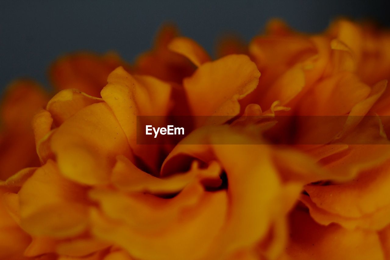 Close-up of orange flowers against black background