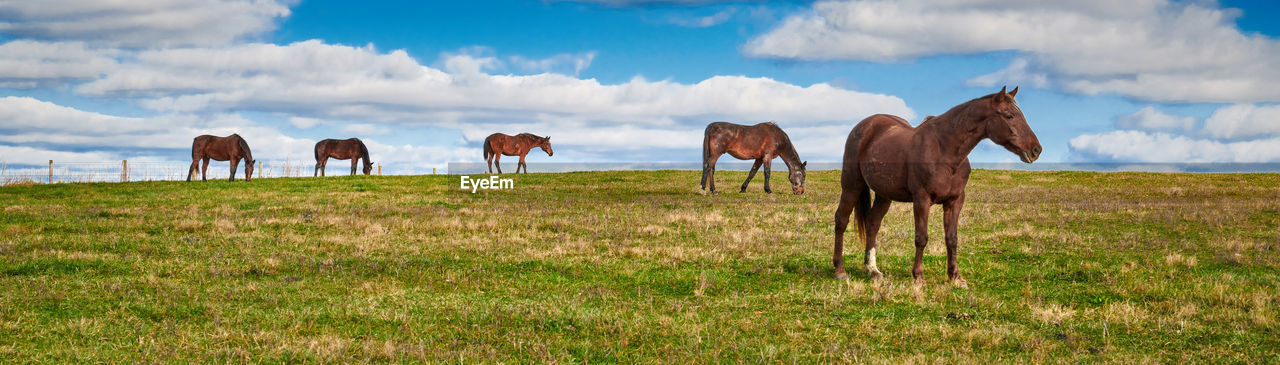 HORSES ON FIELD