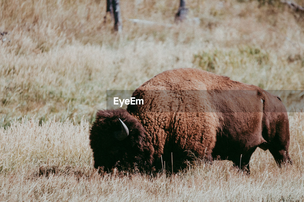 Bison on grassy field