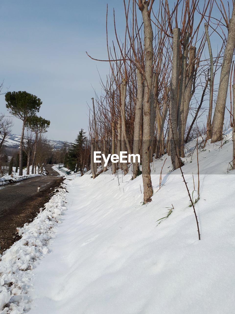 SNOW COVERED BARE TREES AGAINST SKY