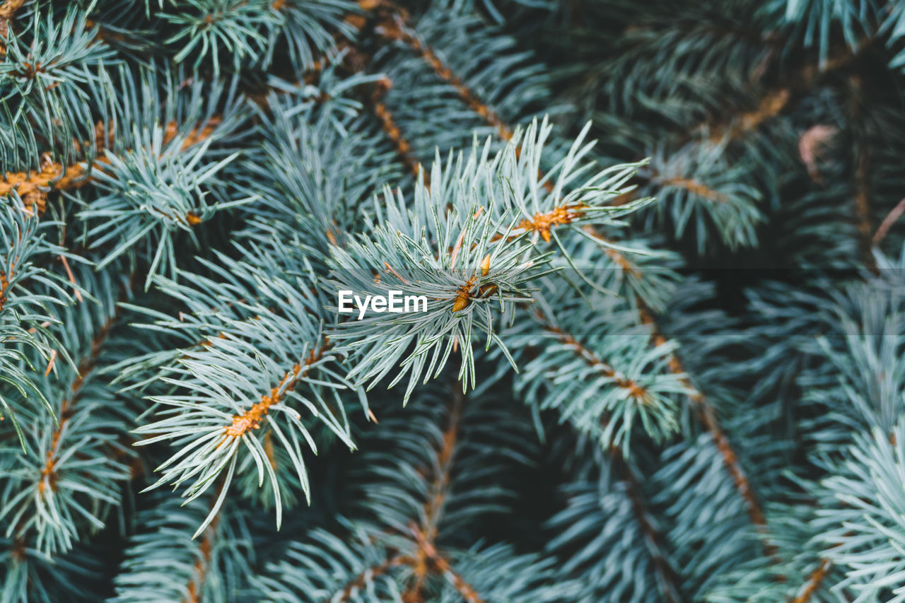 Full frame shot of plants