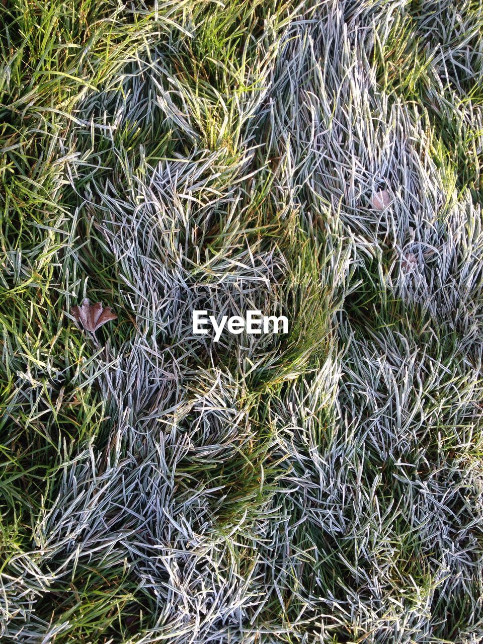CLOSE-UP OF GRASS ON FIELD