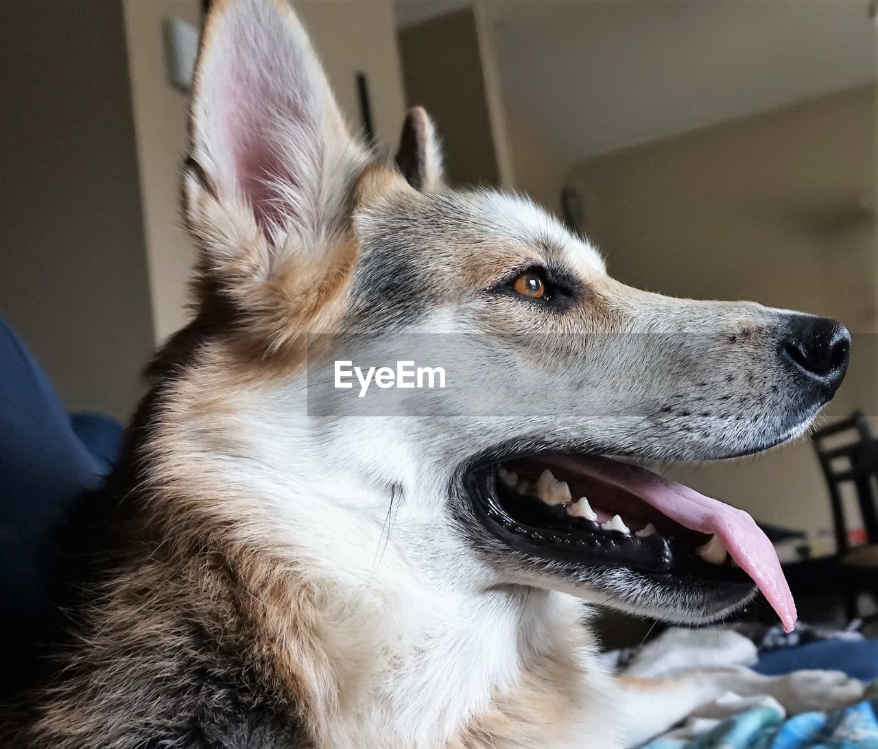 CLOSE-UP OF A DOG LOOKING AWAY AT HOME