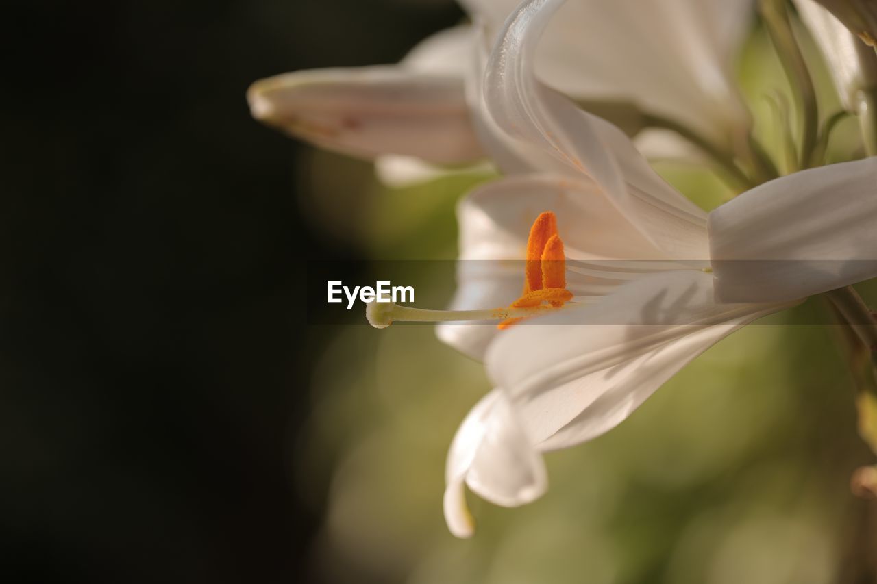 Close-up of white rose flower