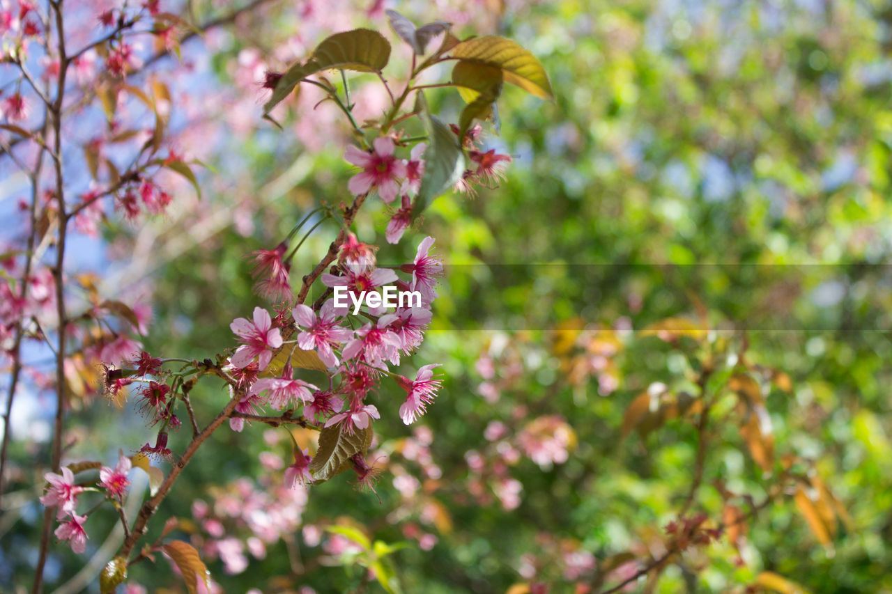 CLOSE-UP OF PINK FLOWERING PLANT AGAINST TREES