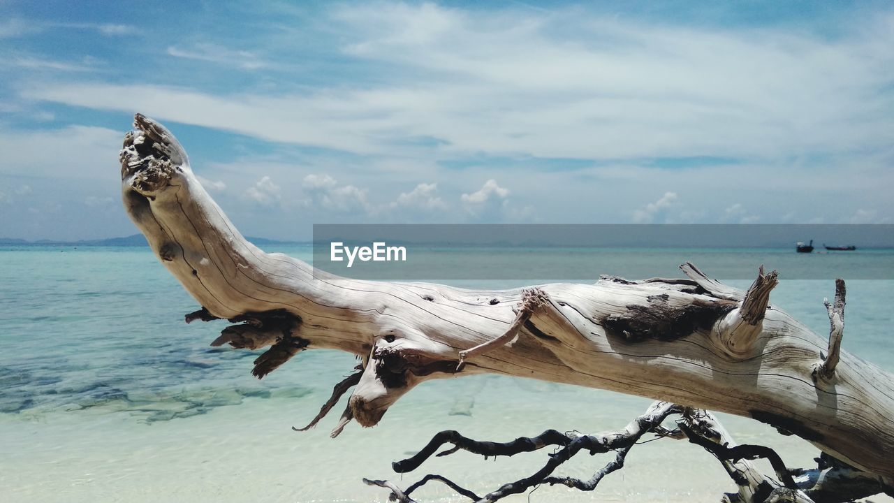 DRIFTWOOD ON BEACH