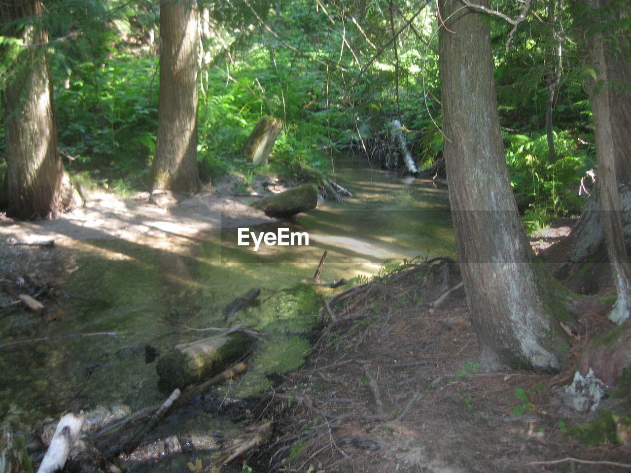 VIEW OF TREE IN FOREST