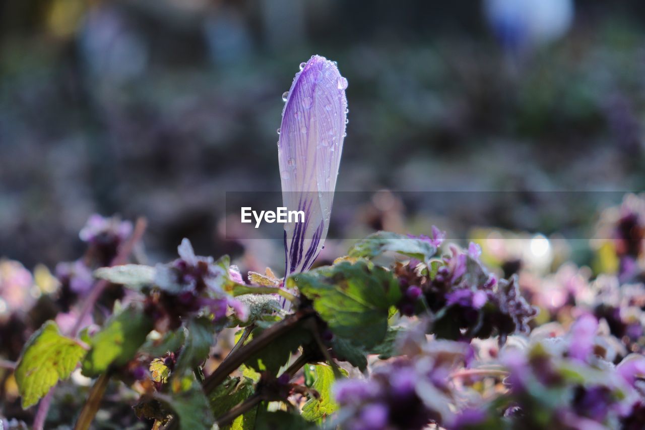 CLOSE-UP OF PURPLE CROCUS FLOWER