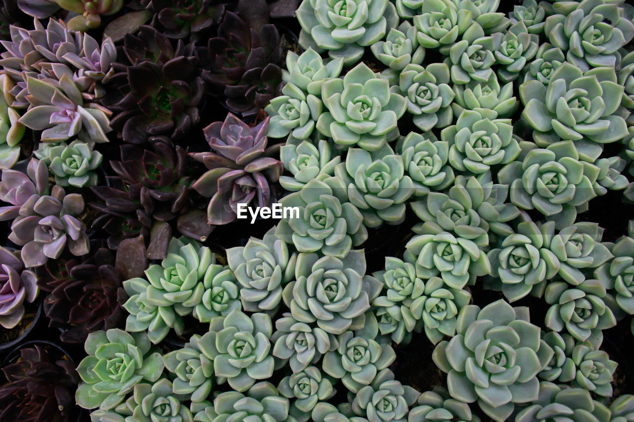 Echeveria succulents variety of beautiful colors in garden