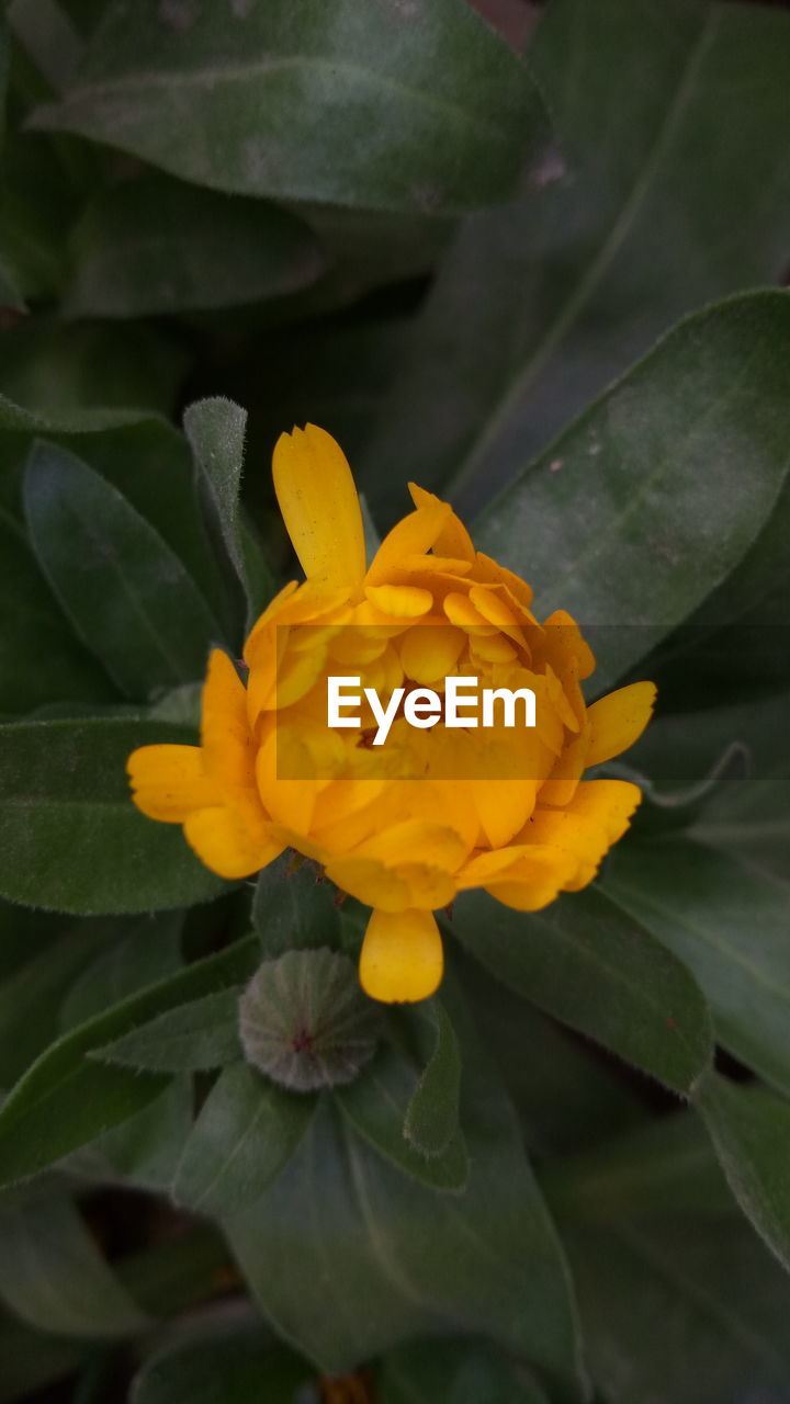 CLOSE-UP OF YELLOW FLOWER