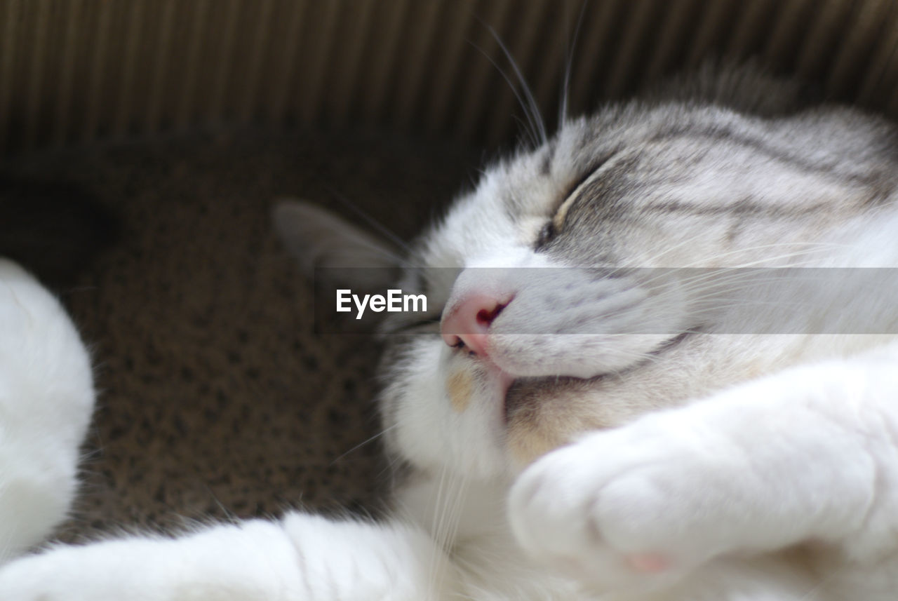 Close-up of cat sleeping at home