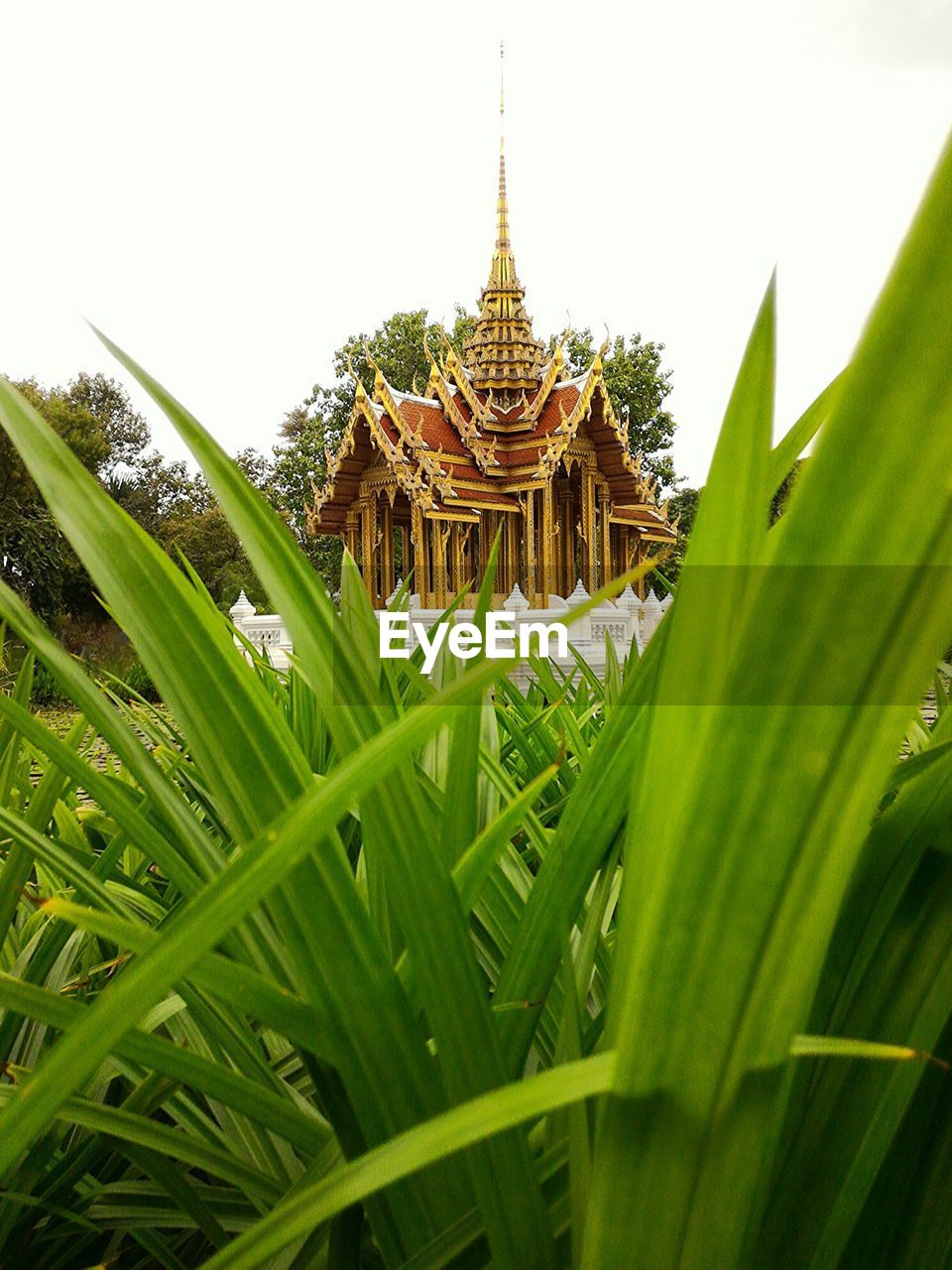 VIEW OF TEMPLE OF TEMPLE