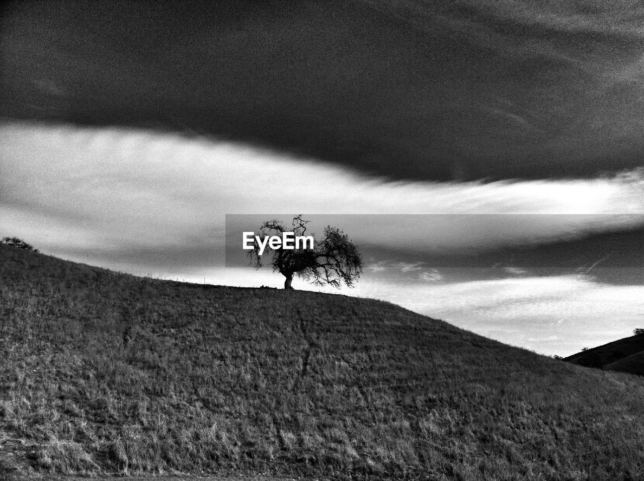 TREES ON LANDSCAPE AGAINST CLOUDY SKY