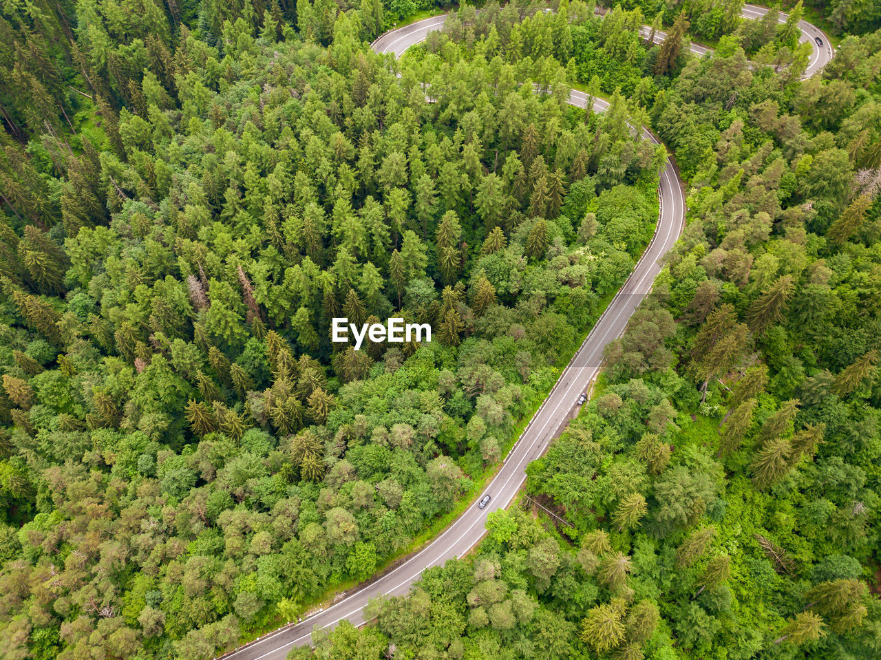 Aerial view of a road in the middle of the forest