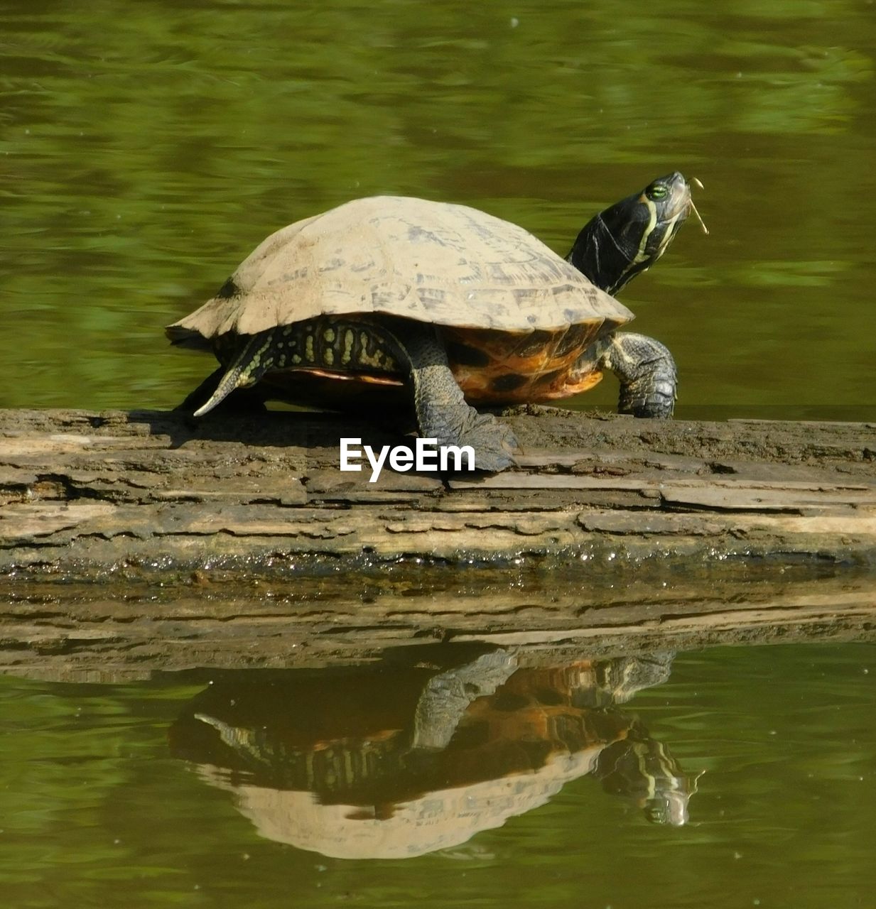 TURTLE IN A LAKE