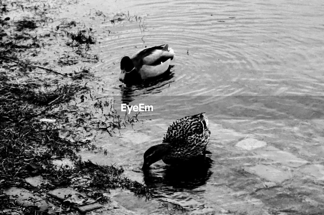 water, duck, black and white, animal themes, high angle view, swimming, animal, wildlife, animal wildlife, bird, monochrome, monochrome photography, nature, lake, day, water bird, poultry, no people, ducks, geese and swans, one animal, waterfront, outdoors, rippled, black, reflection
