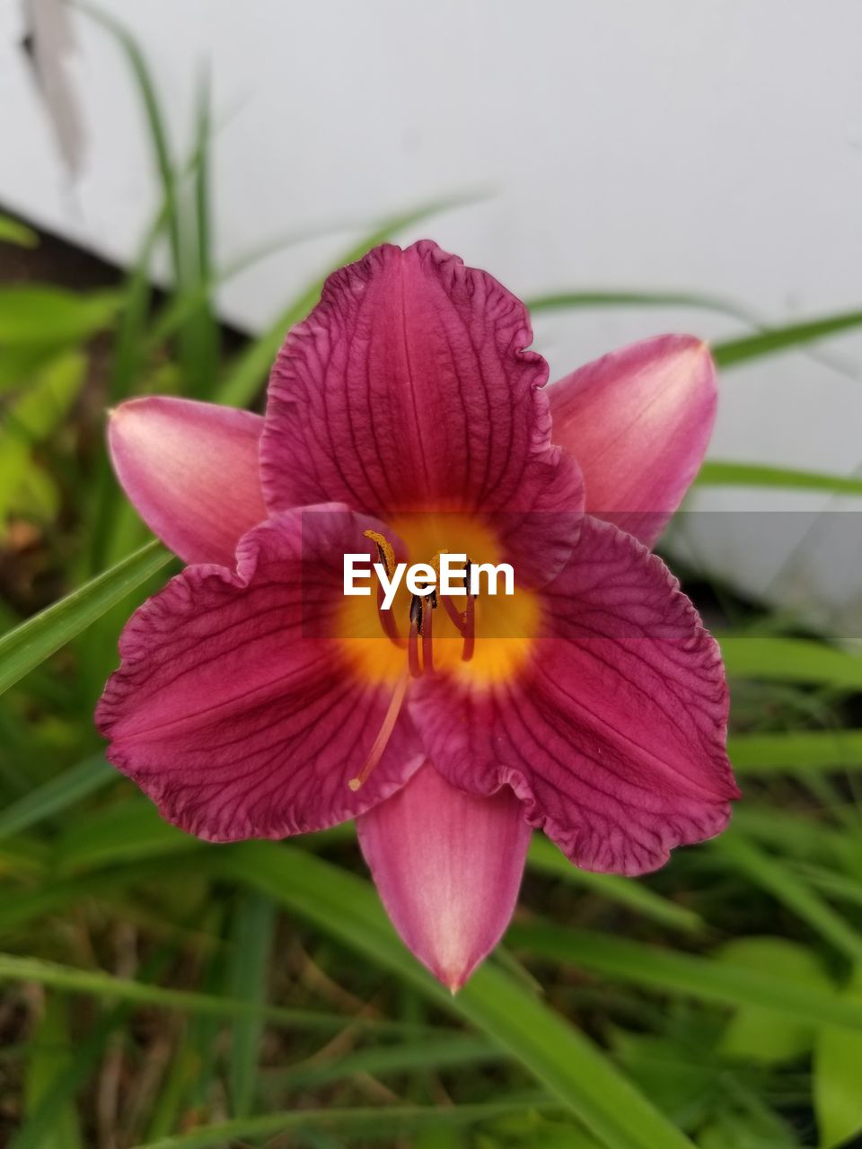 CLOSE-UP OF PINK FLOWER GROWING ON FIELD