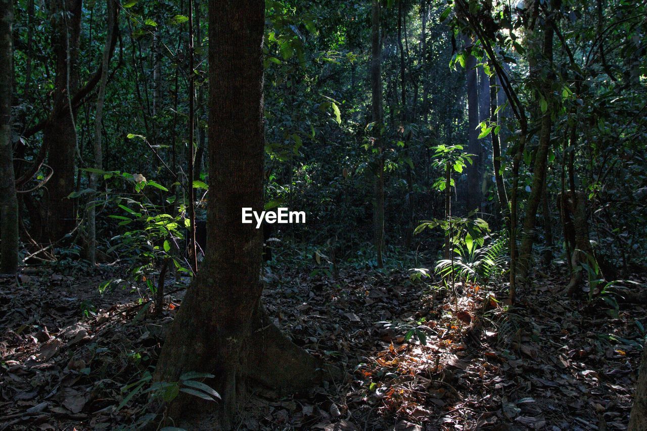 BAMBOO TREES IN FOREST