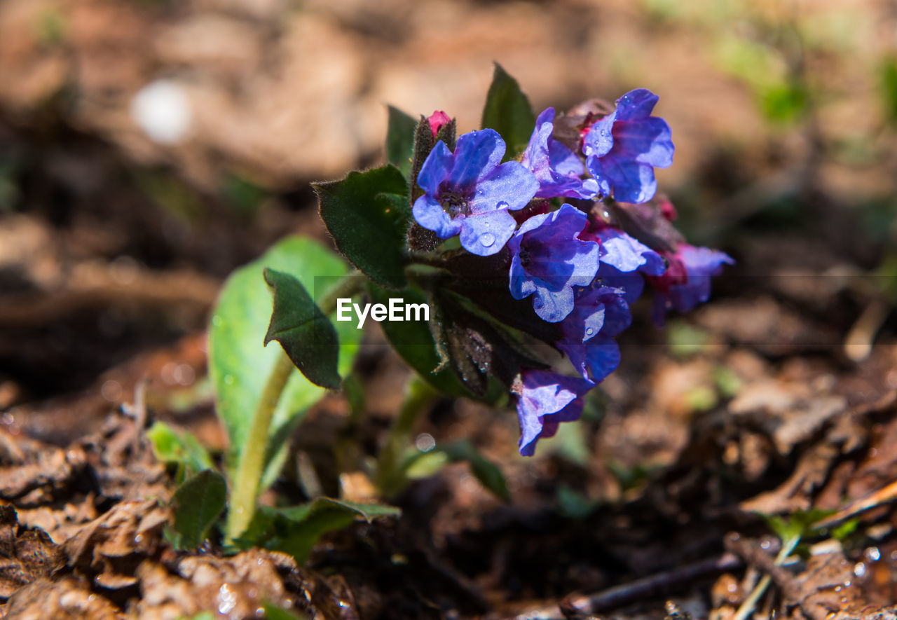 Close-up of purple flowering plant