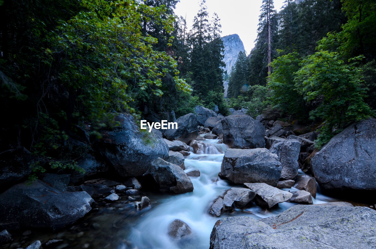 View of stream in forest