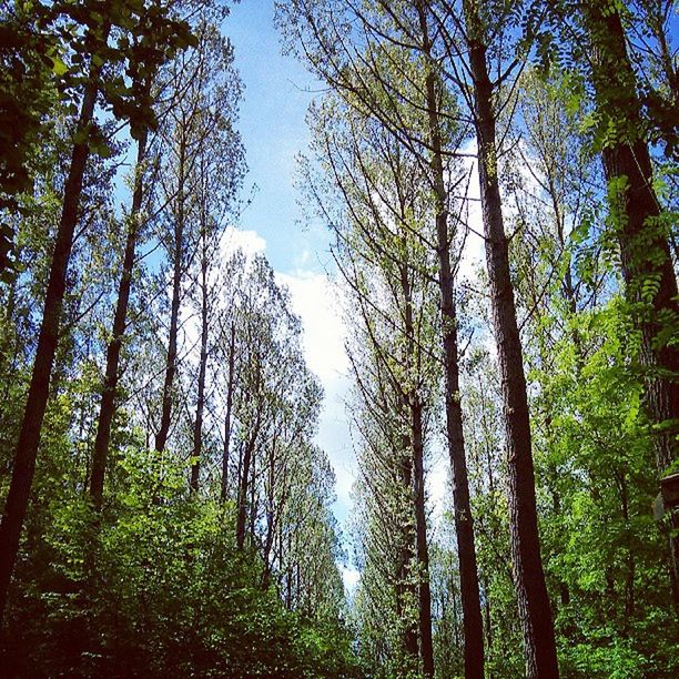 LOW ANGLE VIEW OF TREES IN FOREST