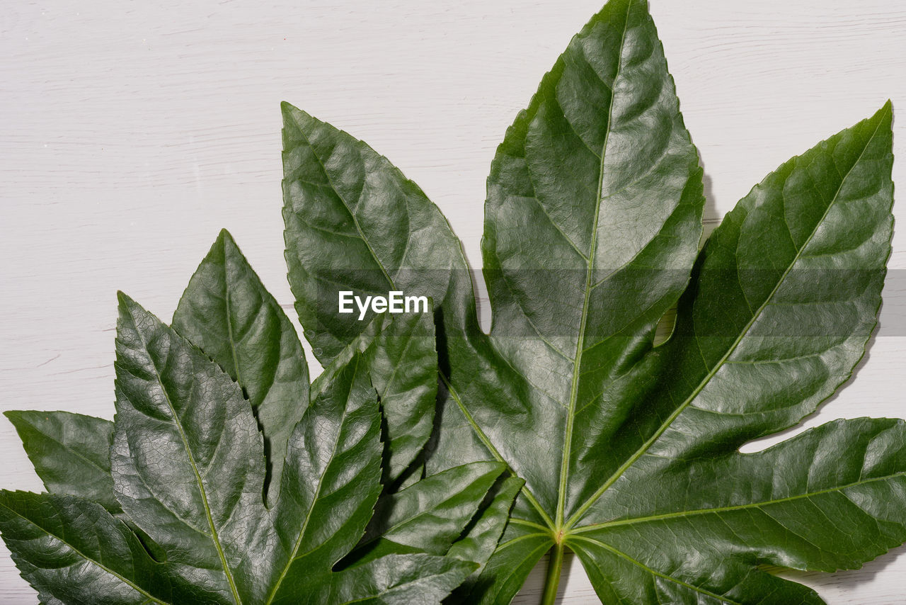 Close-up of fresh green leaves against white background