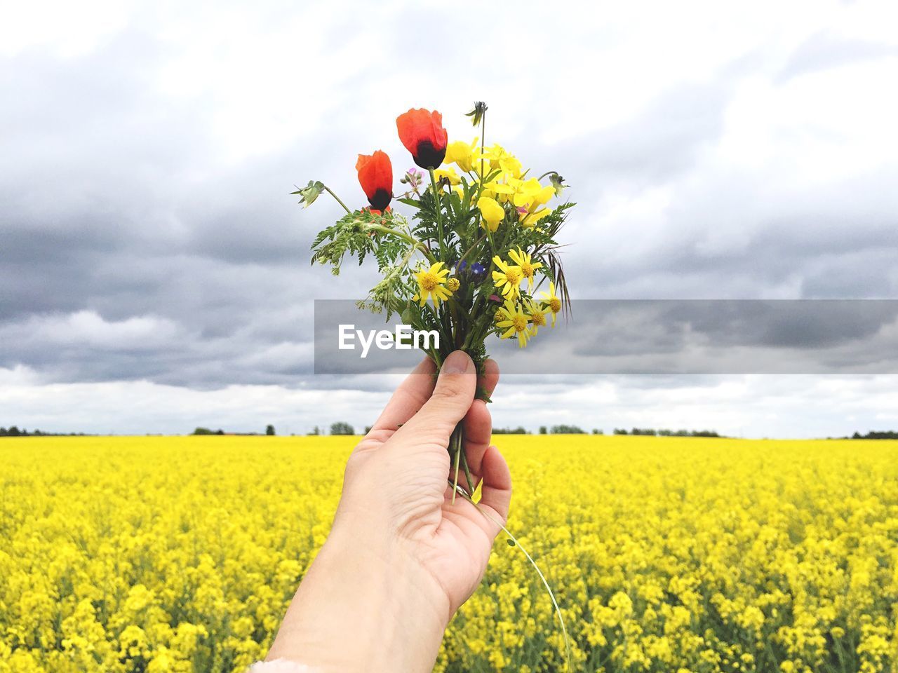 Cropped hand holding multi colored flowers against raps field