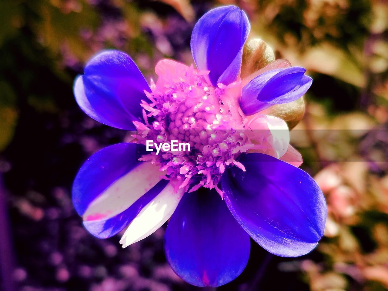 CLOSE-UP OF PURPLE FLOWERS BLOOMING