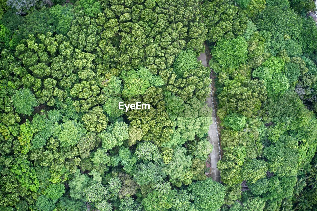 Drone field of view of a walkway through a green landscape mahé, seychelles.