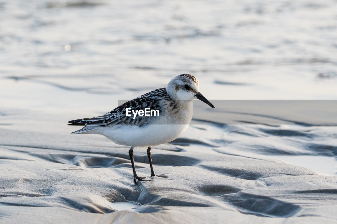 CLOSE-UP OF SEAGULL ON SNOW LAND