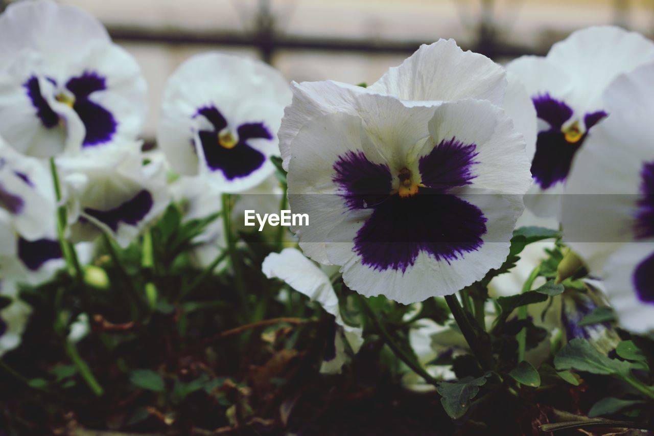 Close-up of purple flowers blooming outdoors