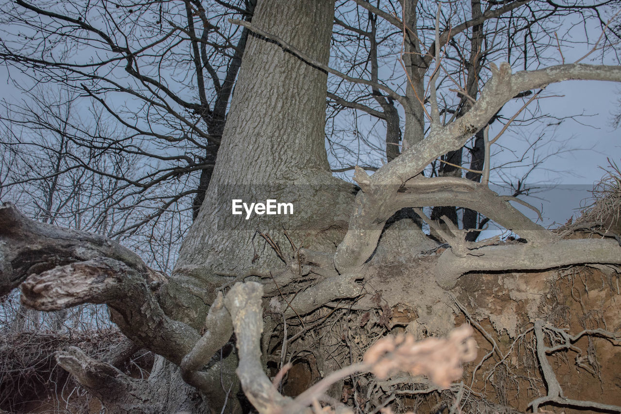 LOW ANGLE VIEW OF BARE TREE AGAINST SKY