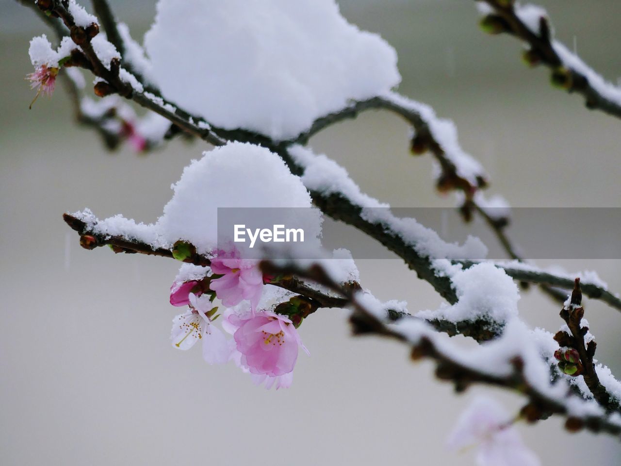 CLOSE-UP OF FROZEN FLOWERS ON TREE BRANCH