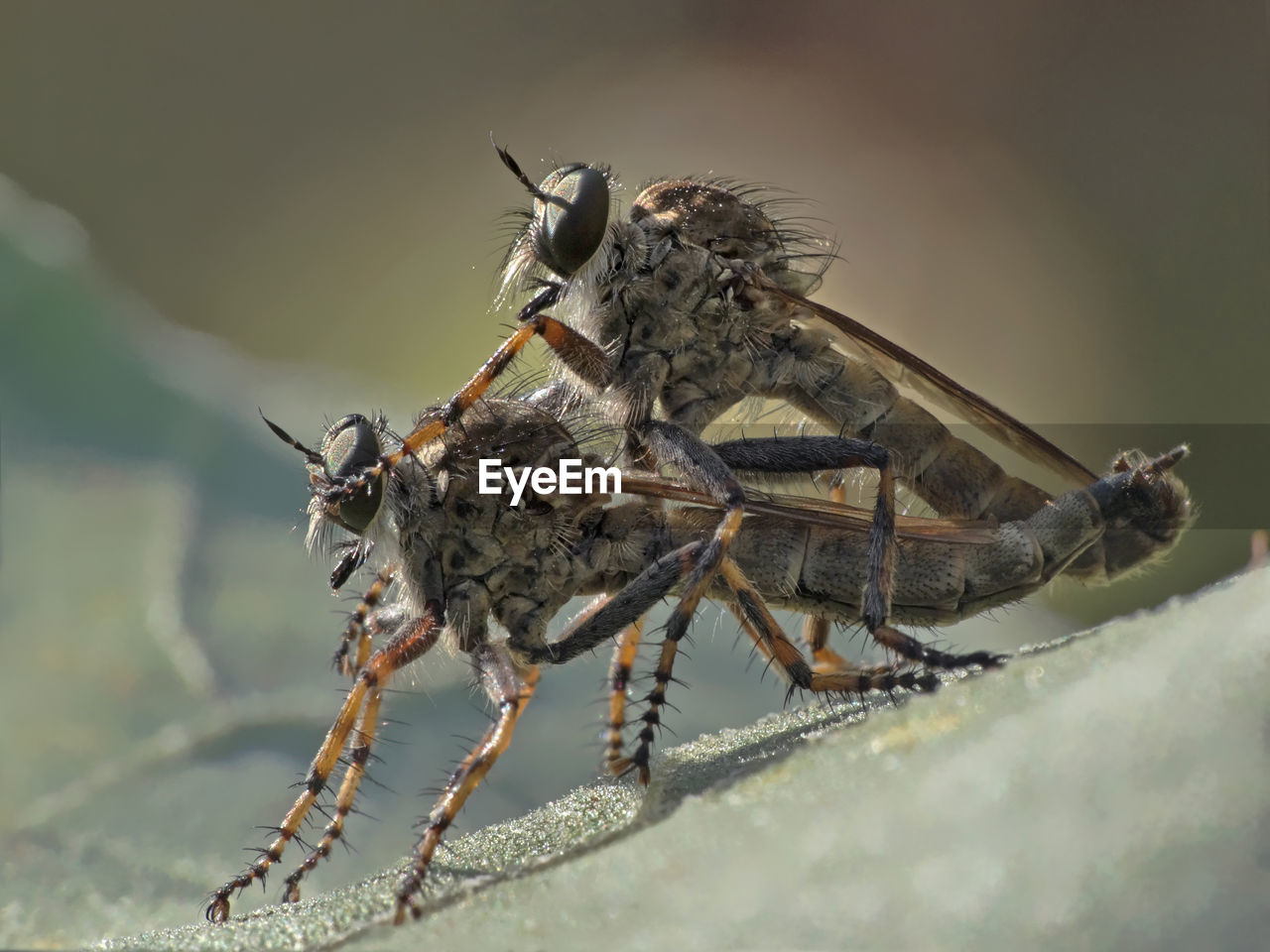 Close-up of insects mating