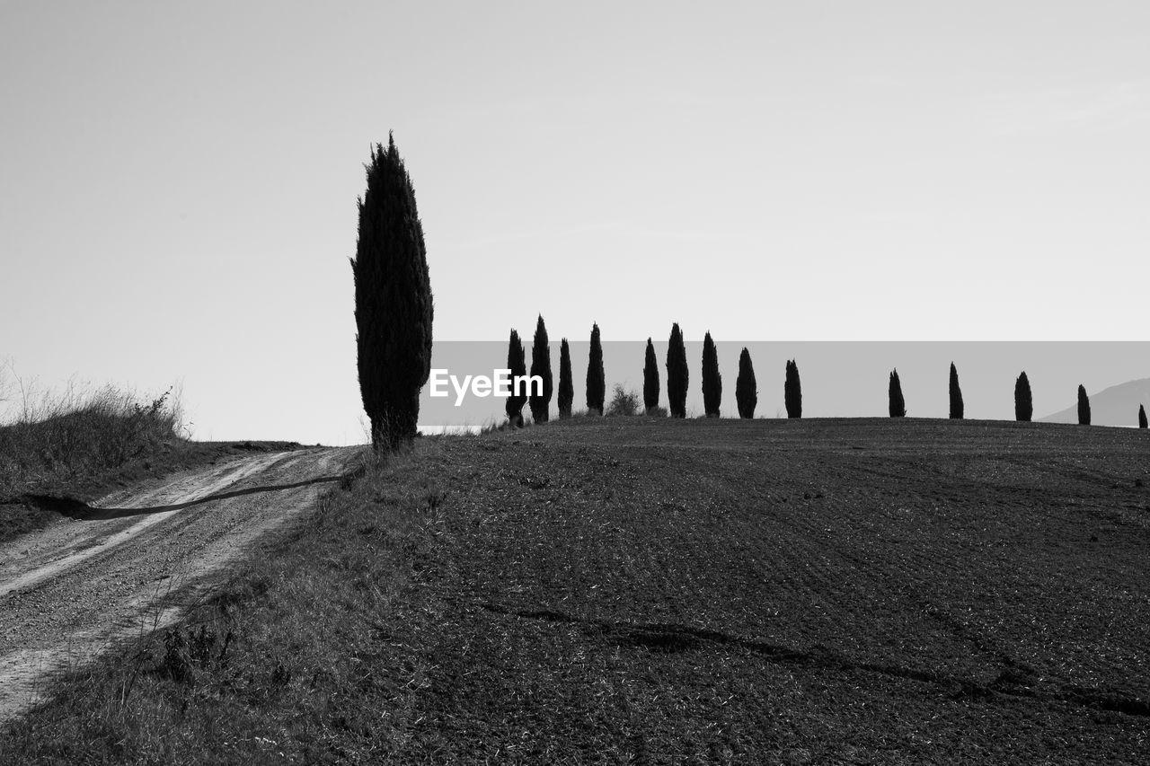 PANORAMIC SHOT OF WOODEN POSTS ON FIELD AGAINST CLEAR SKY