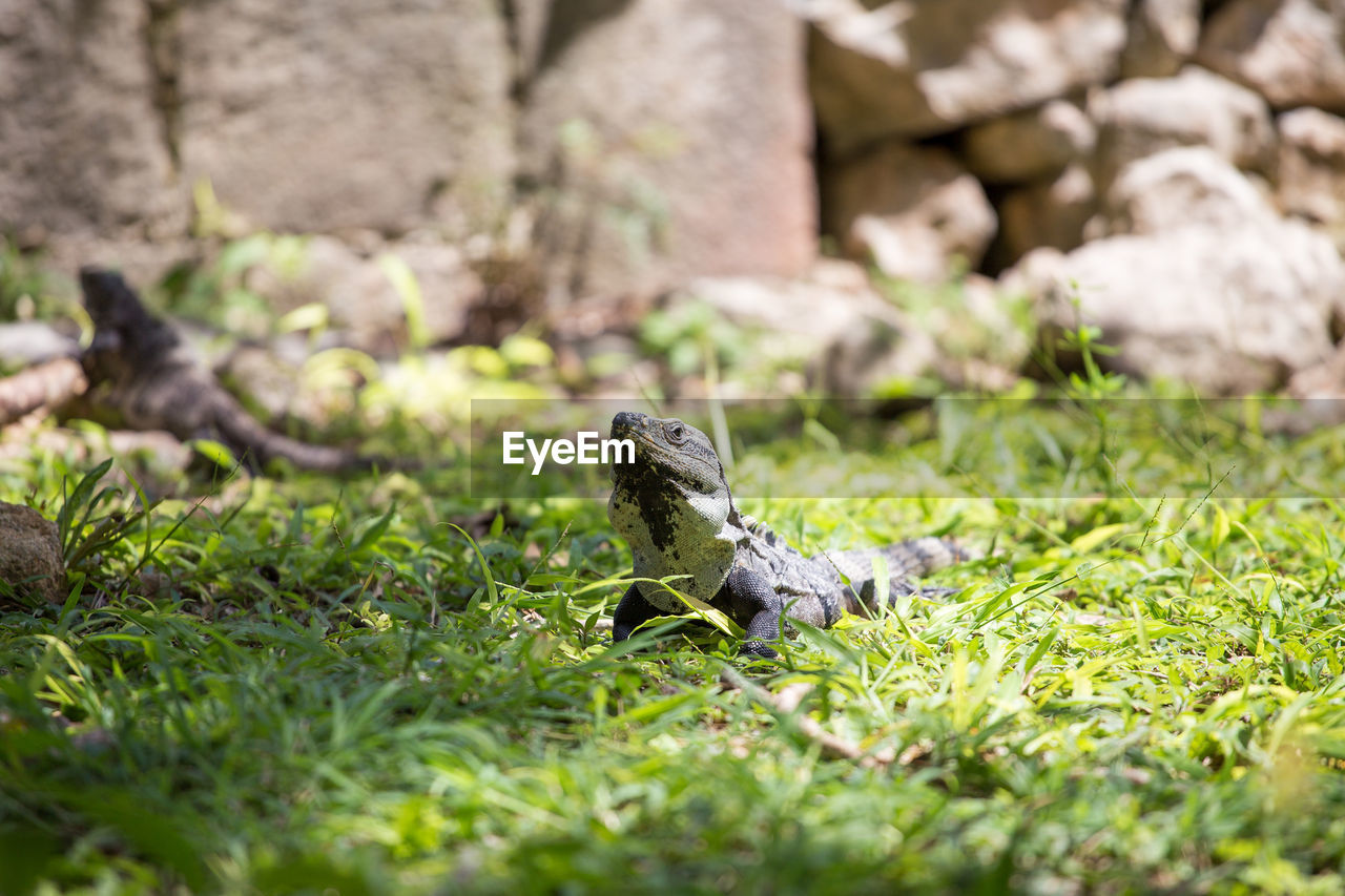 LIZARD ON ROCK