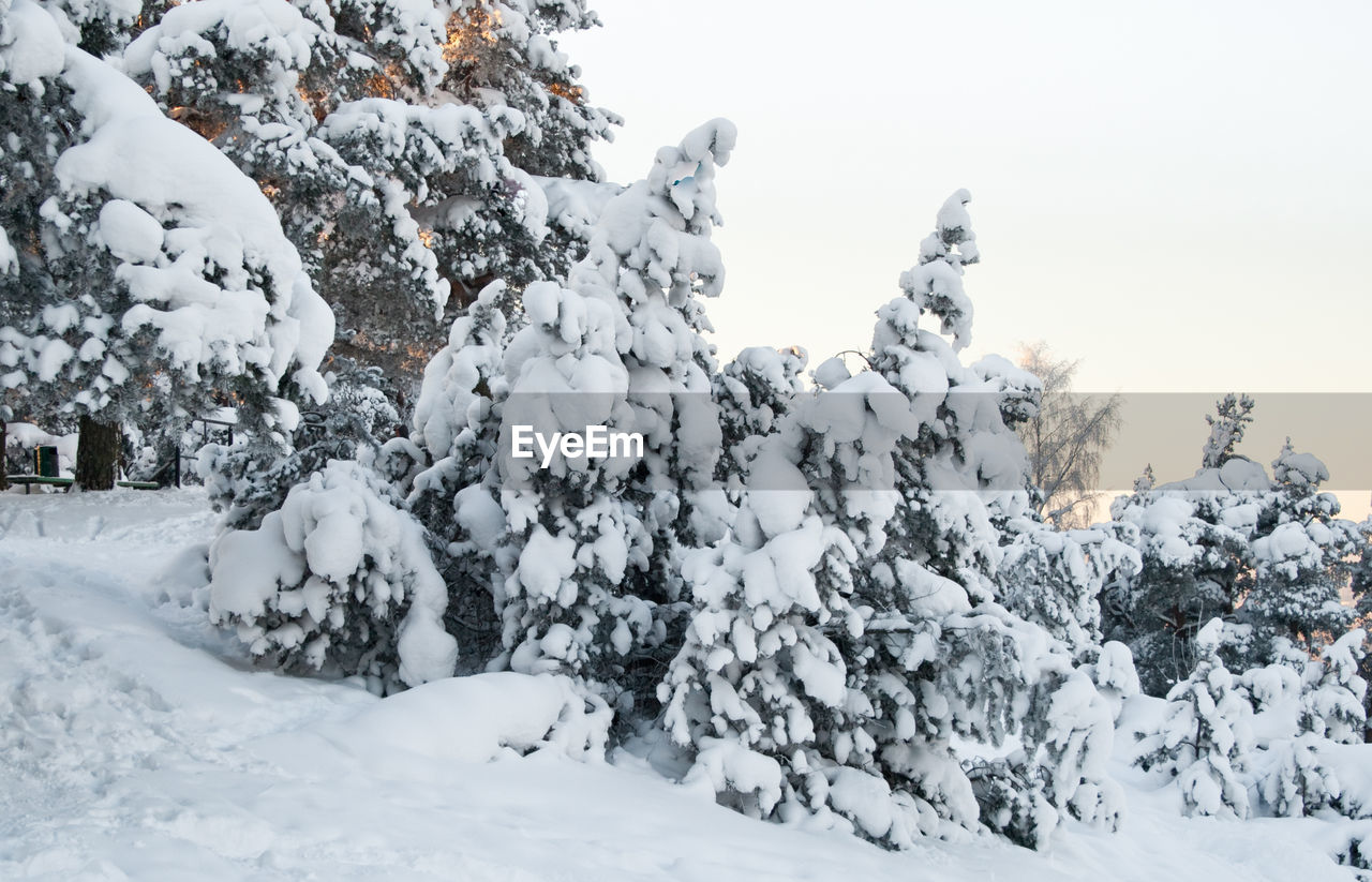 Evergreen pine trees covered with heavy snow. winter nature theme.