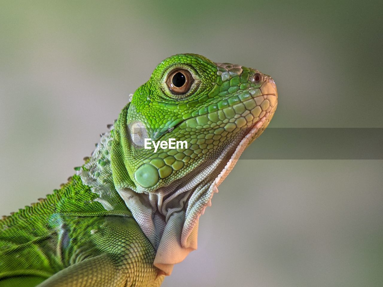 animal themes, animal, lizard, one animal, animal wildlife, reptile, green, wildlife, chameleon, iguana, common chameleon, close-up, wall lizard, iguania, macro photography, anole, animal body part, dragon lizard, no people, side view, nature, environment, focus on foreground