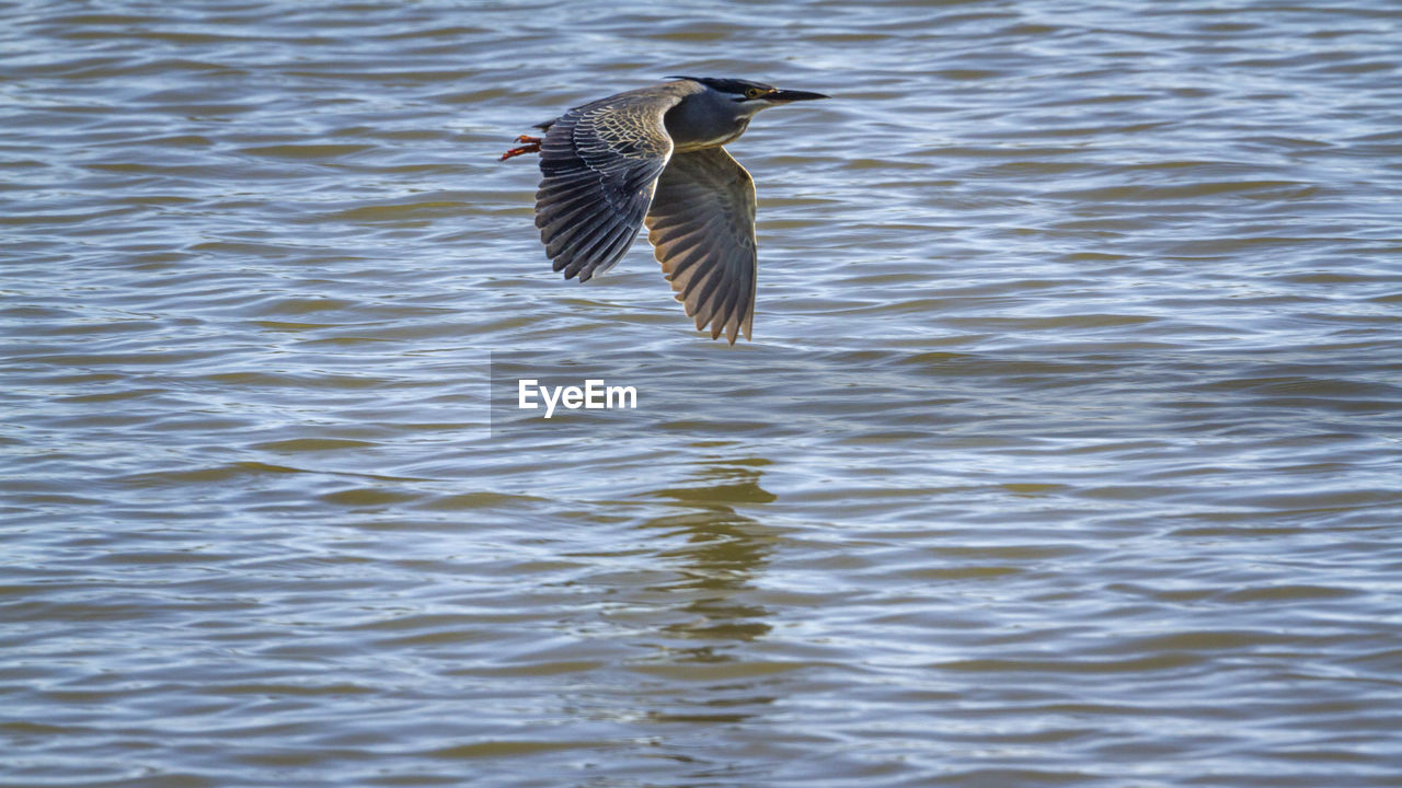 DUCK FLYING OVER LAKE